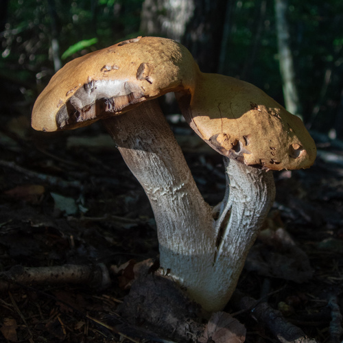 kozák osikový (Leccinum leucopodium)