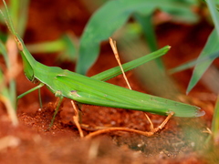Acrida acuminata