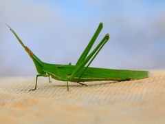 Acrida acuminata
