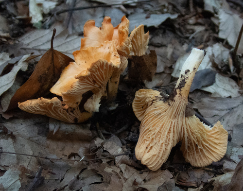 Kuriatko oranžové (Cantharellus friesii)