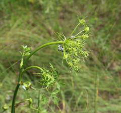 Hoplia parvula