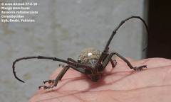 Batocera rufomaculata