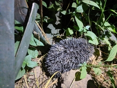 Atelerix albiventris