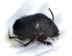 Onthophagus taurus