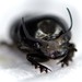Onthophagus taurus - Photo (c) Cheryl Macaulay, algunos derechos reservados (CC BY-NC), uploaded by Cheryl Macaulay
