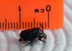 Onthophagus taurus