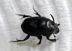 Onthophagus taurus