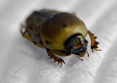 Euoniticellus fulvus