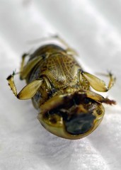 Euoniticellus fulvus