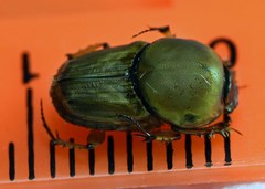 Euoniticellus fulvus