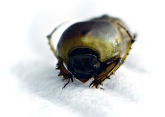 Euoniticellus fulvus