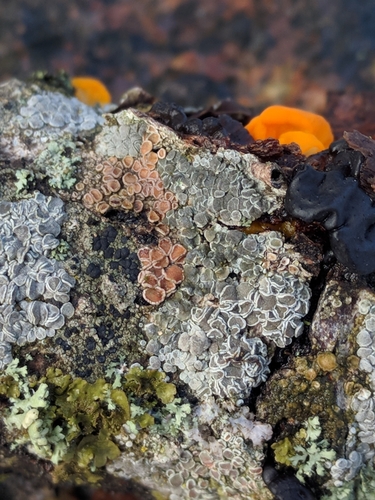 Lecanora carpinea image