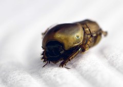 Euoniticellus fulvus