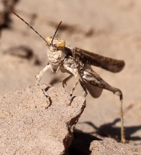 Derotmema laticinctum