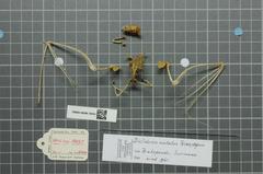 Lesser Ghost Bat photo 5