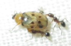 Afromaculepta