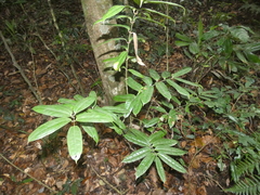 Ripogonum discolor
