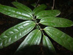 Ripogonum discolor