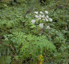 Conioselinum tataricum
