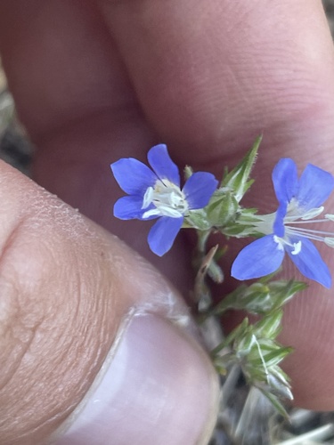 Sapphire woollystar (Eriastrum sapphirinum)