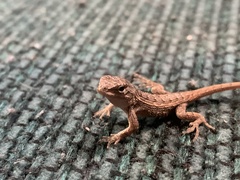 Cowles Prairie Lizard photo 5