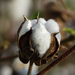 Levant Cotton - Photo no rights reserved, uploaded by 葉子