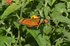 Dryas iulia alcionea