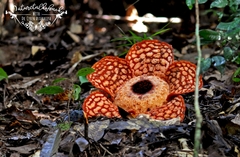 Rafflesia cantleyi