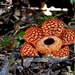 Rafflesia cantleyi - Photo (c) Cyren Asteraceya,  זכויות יוצרים חלקיות (CC BY-NC), הועלה על ידי Cyren Asteraceya