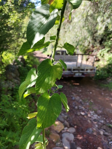 Cissus tiliacea, photograph 4