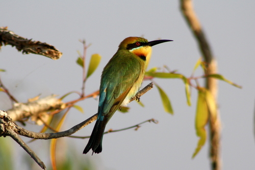Merops ornatus