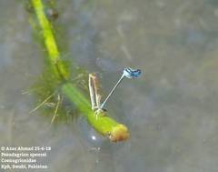 Pseudagrion spencei
