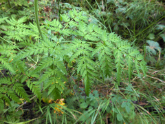 Conioselinum tataricum
