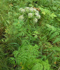 Conioselinum tataricum