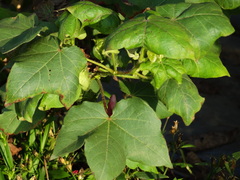 Gossypium herbaceum