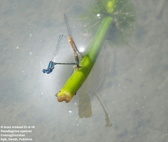 Pseudagrion spencei