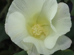 Gossypium herbaceum