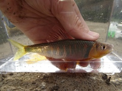 Opsariichthys evolans