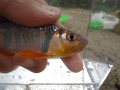 Opsariichthys evolans