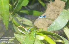 Pseudagrion spencei