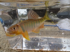 Opsariichthys evolans