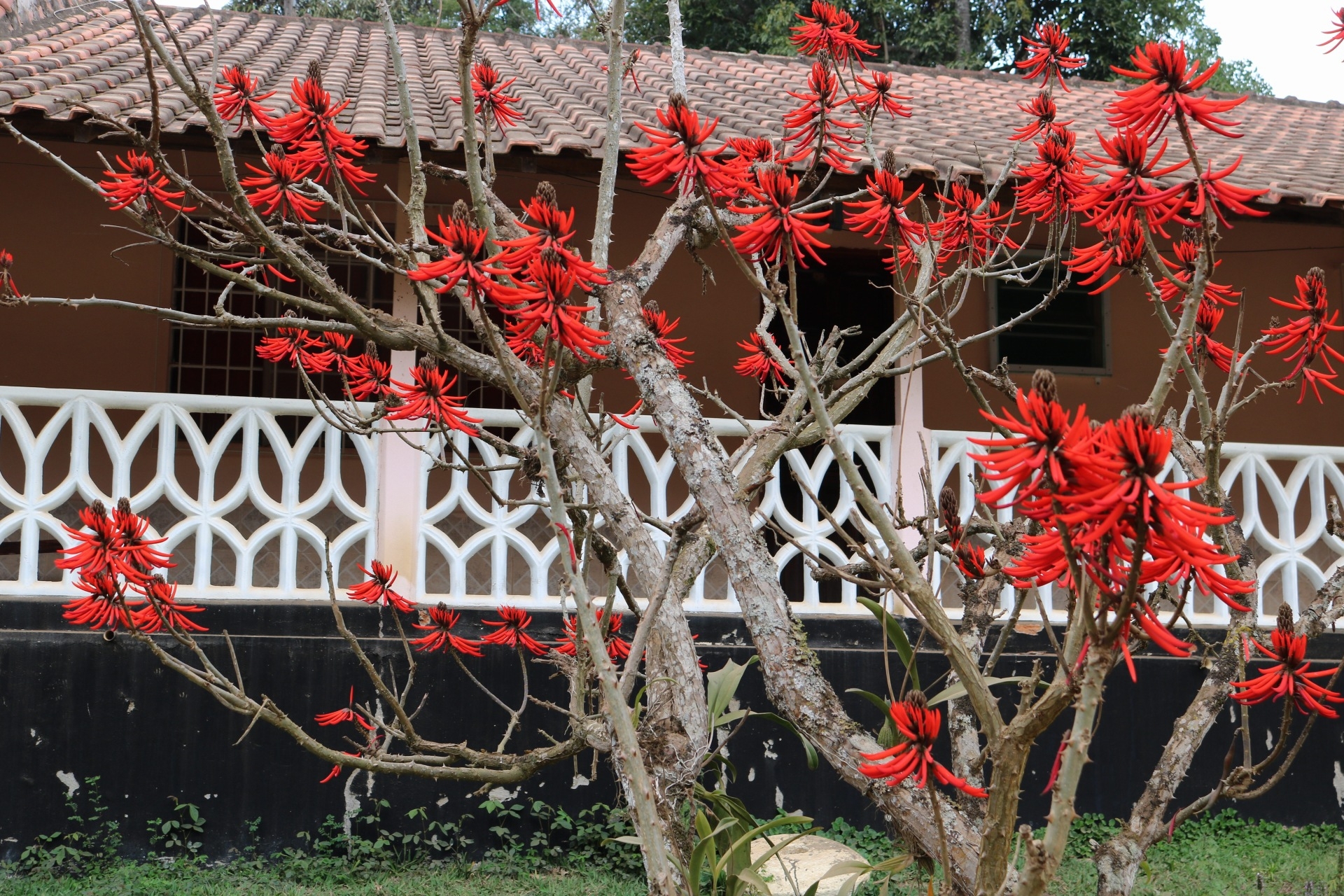 Erythrina speciosa