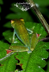 Zhangixalus prominanus