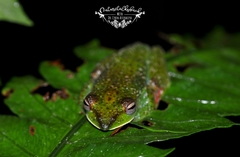 Zhangixalus prominanus