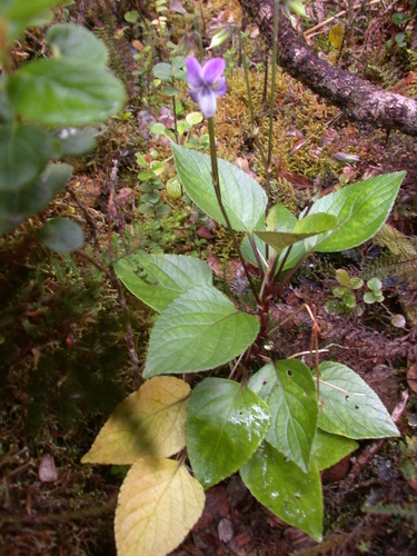Viola robusta observed 2005-04-29
