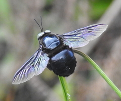 Xylocopa perforator