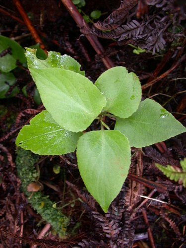 Viola robusta observed 2003-09-16