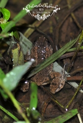 Occidozyga martensii