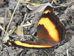 Yoma sabina