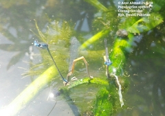 Pseudagrion spencei
